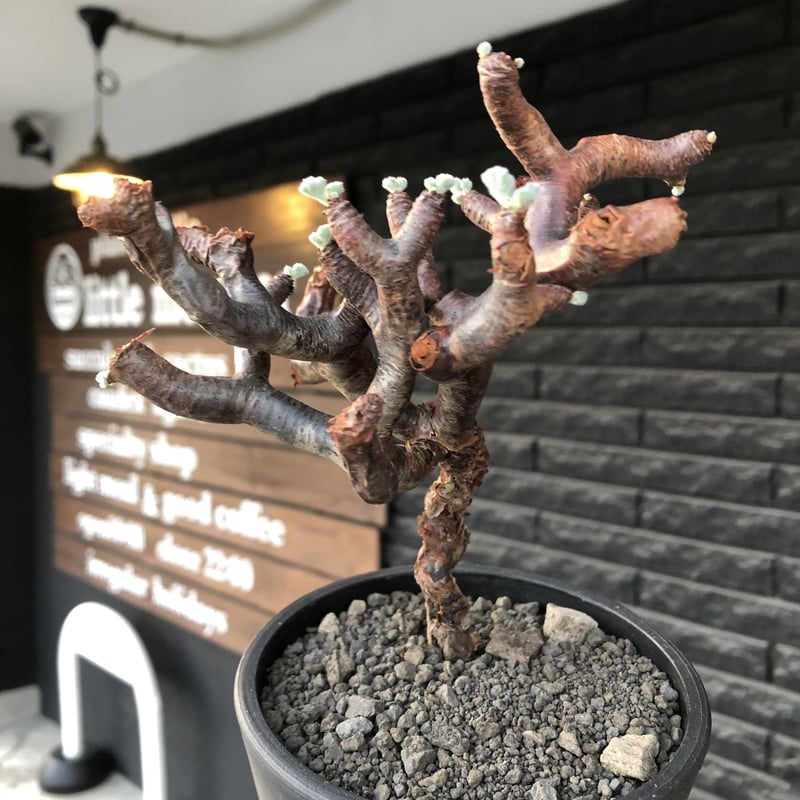 pelargonium mirabile《大きめM size》※現地球店主国内管理4年株※愛