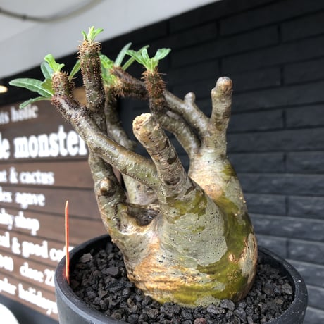 pachypodium gracilius《小さめL size》※現地球発根後店主国内管理3年株※極balance樹形&半端なき躍動する枝振りが堪らない※mad black bowl pot植え