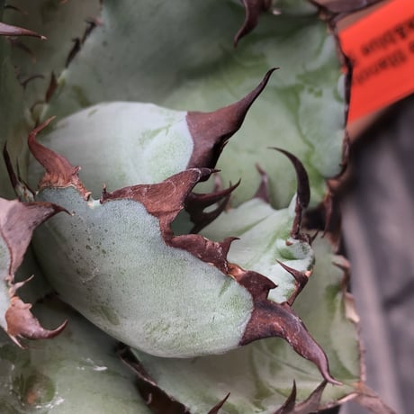 agave titanota black&blue 強棘《M size》選抜株※現地球株発根済※極めて纏まり締まり良き厳つさが堪らないワイルド株※mad black pot植え