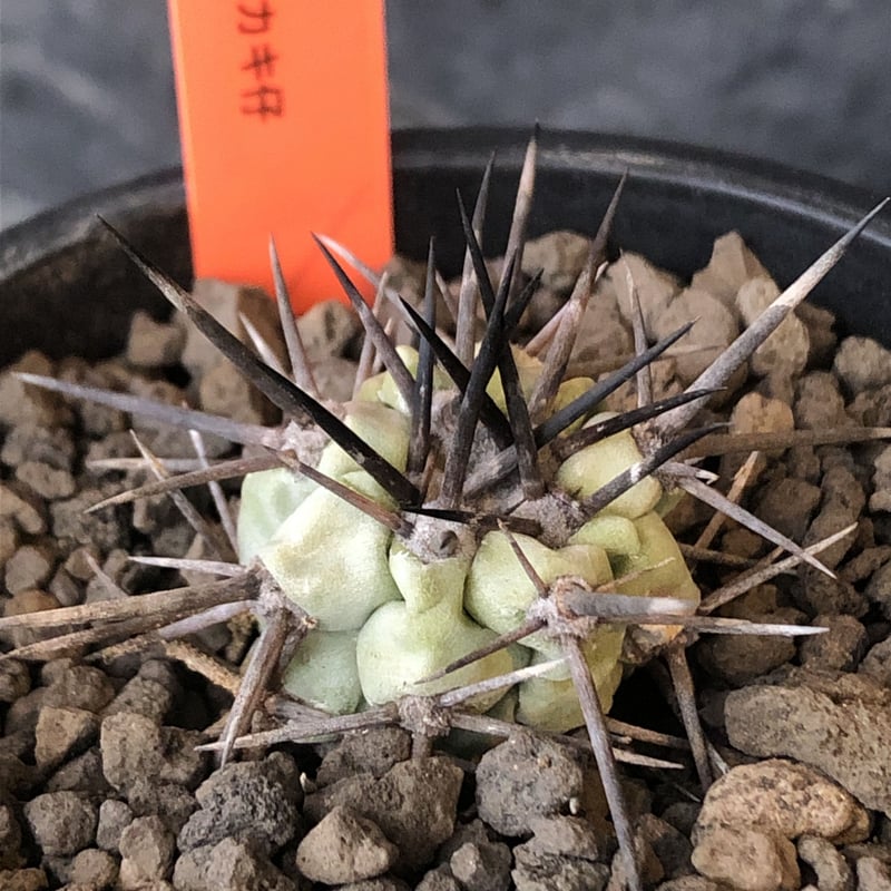 大株 現地球 カキ仔 白肌 コピアポア 黒王丸 1本刺