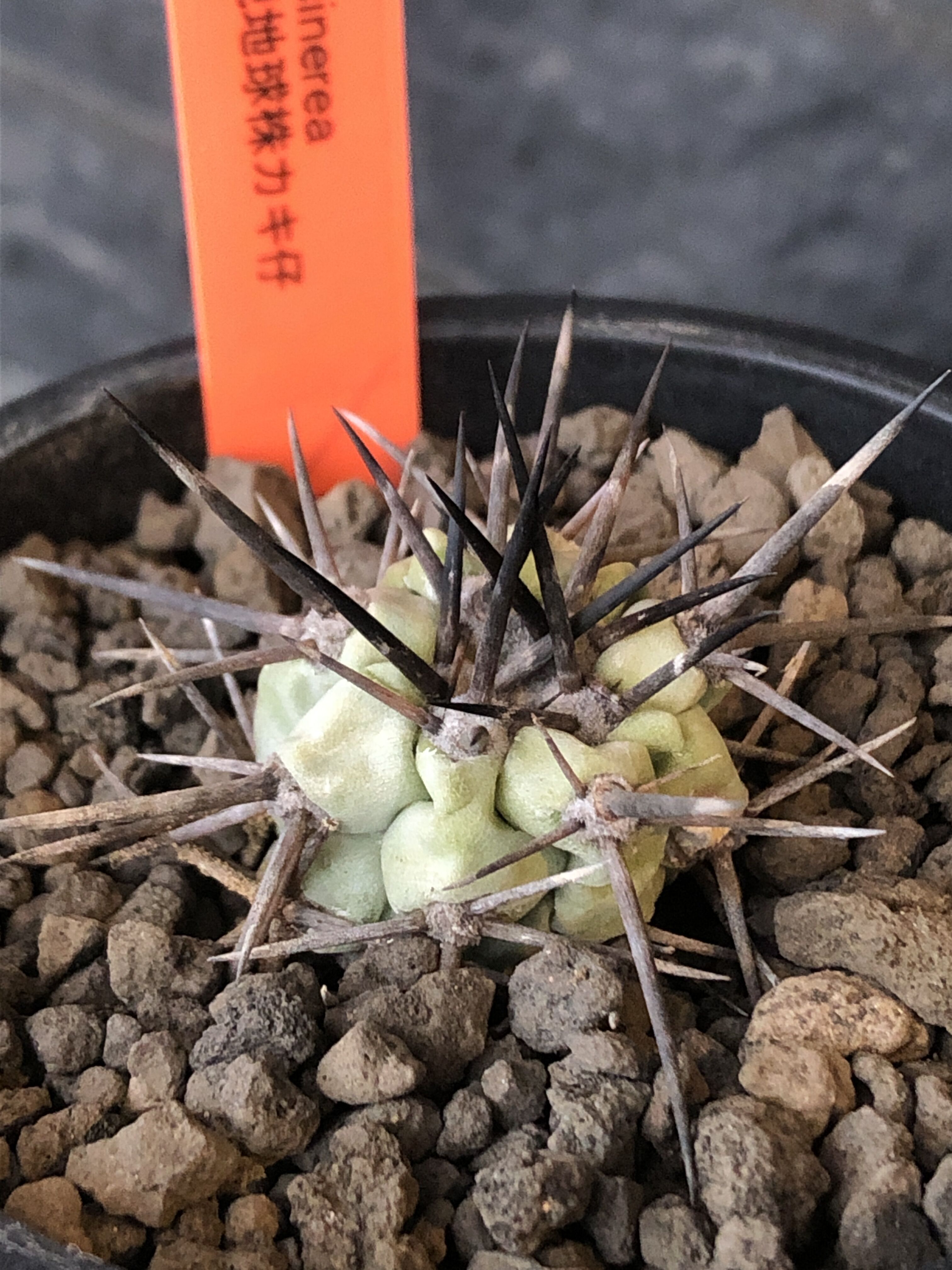 コピアポア Copiapoa cinerea 黒王丸 現地球カキコ 発根済 original