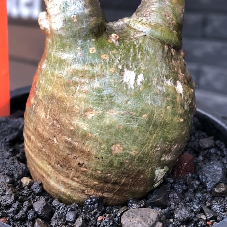 pachypodium gracilius《S size》極green肌&ぼってり樹形※現地球発根後店主国内管理2年株※丸み強く絶妙な捻くれ枝振りも愛くるしい一株※mad black pot植え