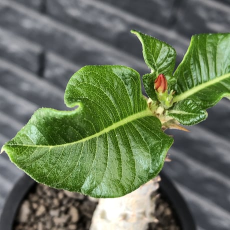 pachypodium  windsori i× baronii  《M size》希少※現地実生発根済株※成長楽しみな双方の良さが活きた将来有望株※mad black pot植え