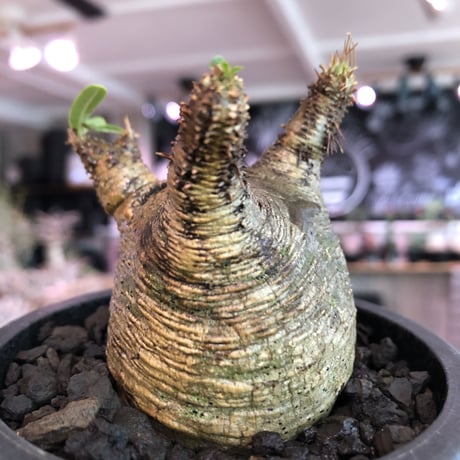 pachypodium  gracilius《大きめS size》※現地球発根済株※店主国内管理2年株※横筋強きwild肌質にぼってり短枝の樹形balance良き一株※mad black pot植え