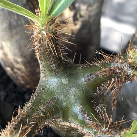 pachypodium gracilius《L size》現地焼け肌&3-he'd株※現地球発根後店主国内管理5年株※wild現地焼け肌の上アシンメトリーな良樹形※mad black pot植え