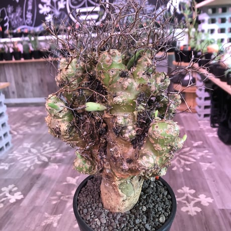 tylecodon    reticulatus《L L size》現地球発根済株※店主国内管理4年株※ヤバいほど太過ぎる株元に網目状な針の装い‼︎impact絶大※mad black pot植え
