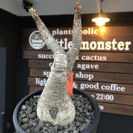 euphorbia  ramena《 XL size》※現地球発根後店主国内管理9年株※激希少驚愕bigラメナ‼︎クロスした枝振り＆ぼってり株元最高樹形※mad black bowl pot植え