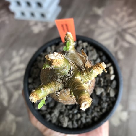 packypodium bispinosum 《小さめM size》※現地球発根済株‼︎※表皮の柄が大変美しい将来有望株‼︎激オススメ株※mad black bowl pot植え