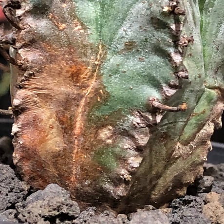 euphorbia horrida var.norveldensis《大きめS size》※現地球株発根済※激希少‼︎どっしり樹形にビンテージ感も強き渾身の一株‼︎※black bowl pot植え