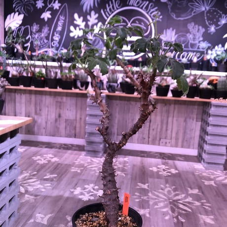 jatropha  fissispina 《L size》希少種希少size‼︎ ※大変仕上がった木質化&枝振りbalance株‼︎ ※限定1株
