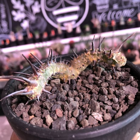 sarcocaulon herrei《M size》※今や希少な南アフリカ物‼︎gapある白く綺麗な大輪を咲かす冬型caudex‼︎丈の締まったwild株※mad  black  bowl pot植え