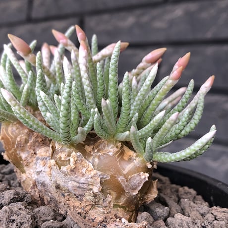 avonia  alstonii《XL size》※現地球発根後店主国内管理13年株※年代物且つ驚愕big株‼︎二度と手に入らないサイズ感‼︎ver.white花※ mad black pot植え