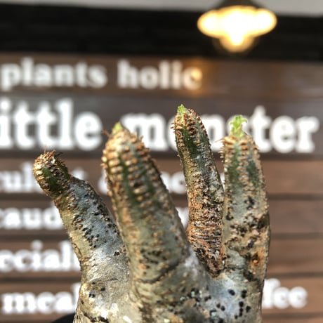 pachypodium  gracilius《大きめS size》五頭枝株※現地球発根済株※店主国内管理2年株※整いすぎなほどcompactに纏まった美株※mad black pot植え
