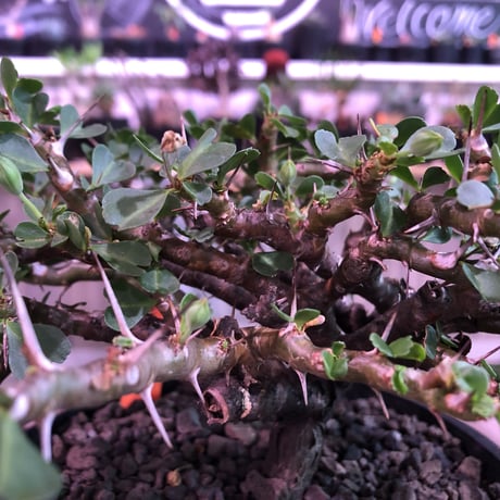sarcocaulon  vanderietiae《L size》※サルコカウロン 希少夏型  mad  black  pot植え ※店主管理国内４年株