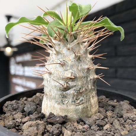 pachypodium  namaquanum 光堂《大きめM size》littmon seed🌱※ちょうど良き手乗りサイズ感の樹形バランスも良き一株‼︎※mad black bowl pot植え