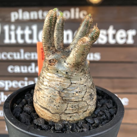 pachypodium  gracilius《大きめS size》五頭枝株※現地球発根済株※店主国内管理2年株※整いすぎなほどcompactに纏まった美株※mad black pot植え