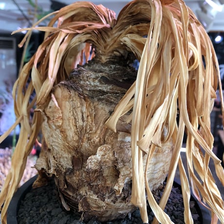 boophane disticha  《L size》※現地球株発根済※驚愕‼︎バランス良き大株且つとびきり球体株※black bowl pot植え