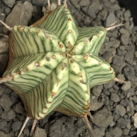 euphorbia  meloformis 錦《M size 》※現地球株発根済※小振り過ぎない良きサイズ感の綺麗な一株※mad black pot植え