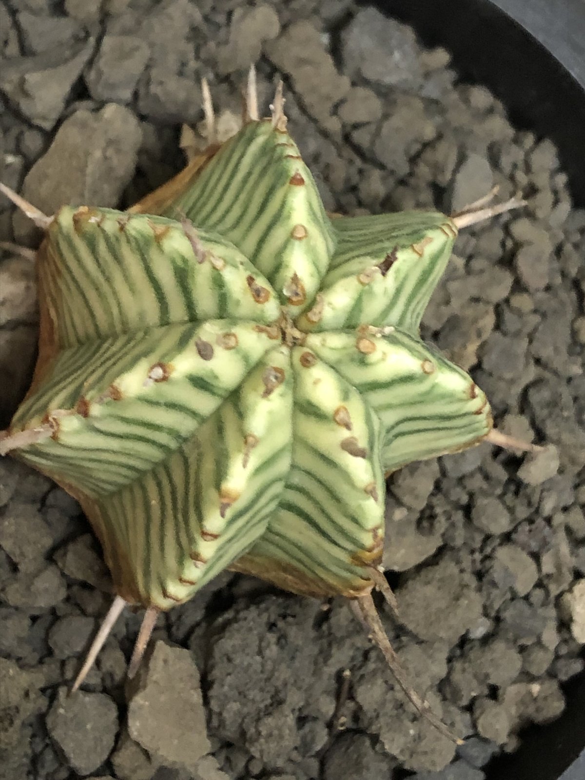 euphorbia meloformis 錦《M size 》※現地球株発根済※小振り過ぎ