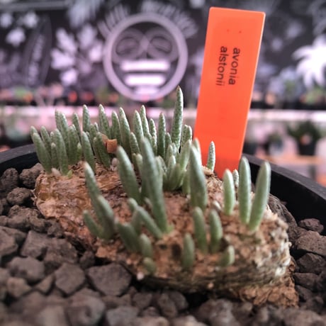 avonia   alstonii《L size》※特に、扁平感が強き大きめ塊根を持ち肌質粗めな希少大株アルストニー※ mad black bowl pot植え