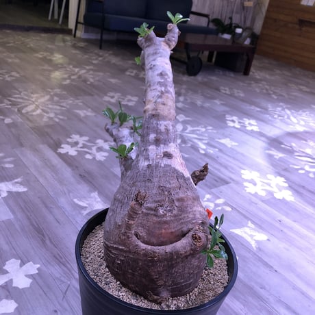 packypodium  saundersii《XXL  size》