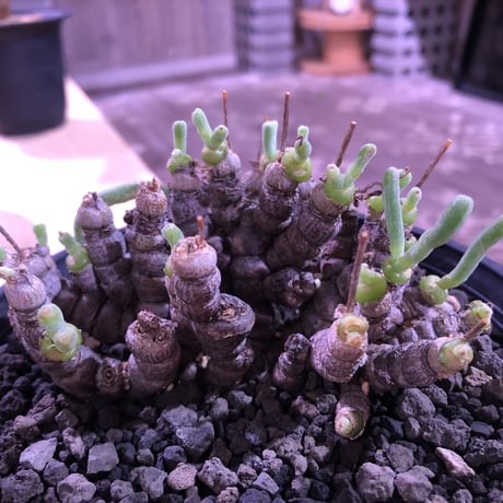 monilaria   moniliformis《M size》希少群生株 ※冬型caudex‼︎　オススメ株　※浅鉢植え