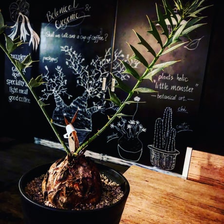 姫鬼蘇鉄 | STORES