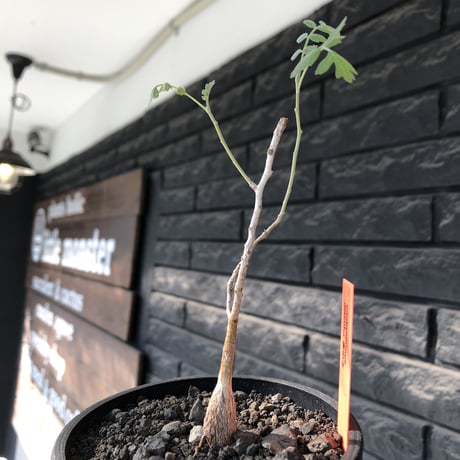pachycormus discolor 象の木 littmon  seed🌱 《5年株》※成長極遅いなか美しく立派に育ってくれた繊細な一株※mad black bowl pot植え