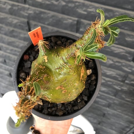 pachypodium  gracilius《M size》驚愕‼︎激希少株※現地球発根後店主国内管理2年株※greenを通り越したヤバすぎる渾身の一期一会株※mad black pot植え
