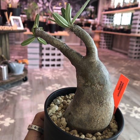 packypodium  gracilius《S size》※現地球株  発根済み株‼︎  丸め選抜組  （限定12株）