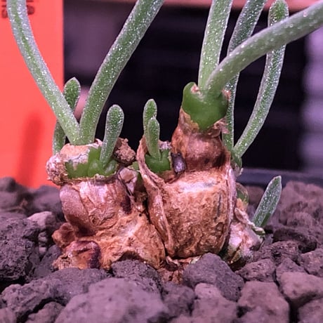 monilaria   pisiformis《SS  size》※現地球発根済株※モニラリア属　（最上位激希少種）※冬型caudex‼︎   ※mad black bowl pot植え