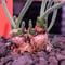 monilaria   pisiformis《SS  size》※現地球発根済株※モニラリア属　（最上位激希少種）※冬型caudex‼︎   ※mad black bowl pot植え