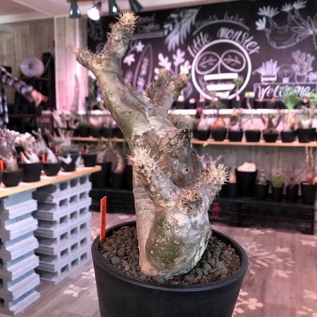 packypodium   enigmaticum《L size》Ｗ-he'd※現地球発根済‼︎店主管理4年株※激希少wild株！brown×beige肌の二分頭※ mad  black  pot植え