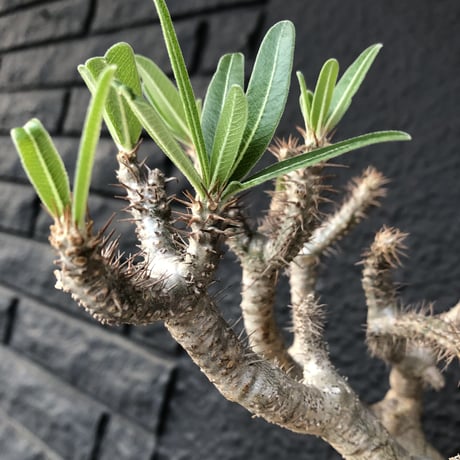 packypodium   gracilius《L  size》