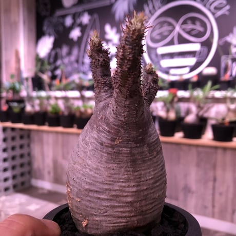 packypodium  gracilius《大きめS  size》※現地球発根済み株‼︎  ※落葉しても樹形の良さは健在‼︎※mad black pot植え※限定１株