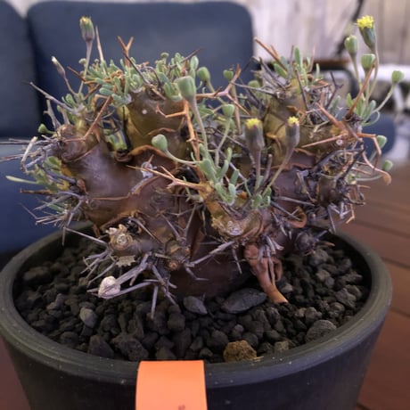 othonna   euphorbioides《M  size》mad black pot植え　極太幹&極美株‼︎  店主管理４年株