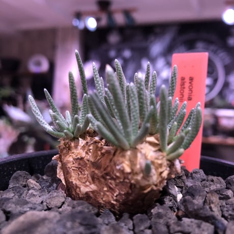 avonia   alstonii《大きめM size》※大きめ塊根の葉のしなやかさと愛くるしさ満点な堪らない冬の人気者‼︎※ mad black pot植え