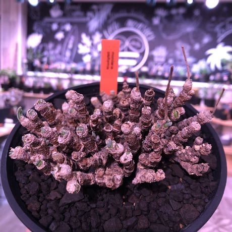 monilaria   pisiformis《M size》※モニラリア属　最上位種　激希少群生株 ※冬型caudex‼︎   ※浅鉢植え
