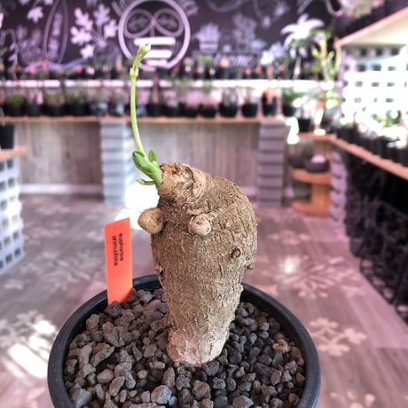 euphorbia    primulifolia  《M size》《white花》※ぼてっとプリっとこのformeが堪らない人気者‼︎※mad black pot植え※幹上がり仕立て
