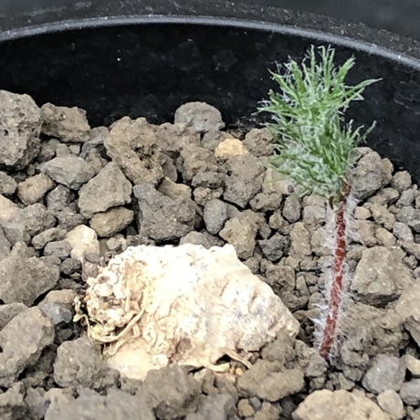 eriospermum dregei《M size》驚愕‼︎冬型激希少種※現地球発根後店主国内管理5年株※まず出回らない現地球株‼︎ビッグサイズ立体塊根＆極美しい葉※mad black pot植え