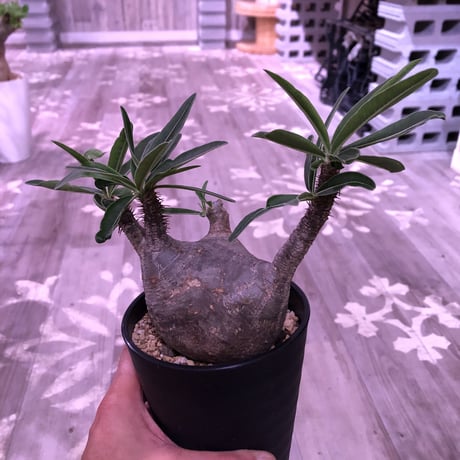 packypodium  gracilius《M size》 ※現地球株  発根済み株‼︎  （限定13株）