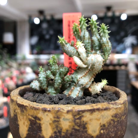 euphorbia mammillaris variegata 群生株《L size》※現地球株発根済※小型種ながらどっしり構えで主幹は太く‼︎更には斑入りのバランス良き一株‼︎※信楽陶器鉢植え