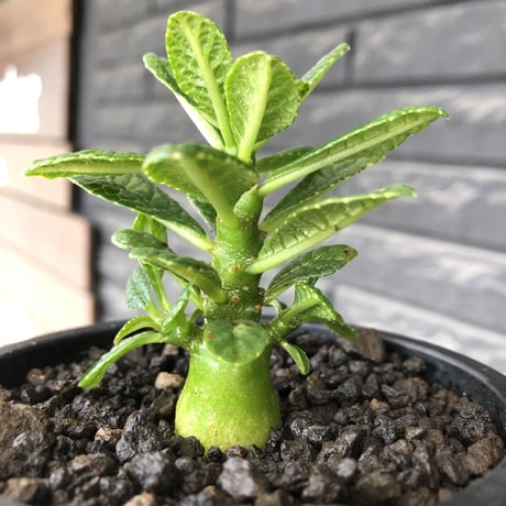 希少‼︎ dorstenia gigas《S size》littmon  seed🌱（実生株）※大変枝振り含め将来へ高期待できる激選抜株‼︎ ※mad black pot植え