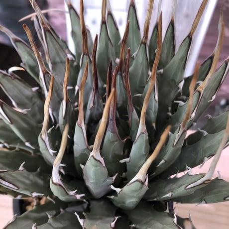 agave    utaensis  eborispina《L L size》