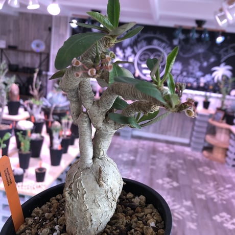 euphorbia   subapoda《L size》