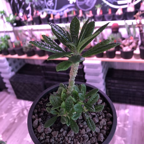 希少 dorstenia   gigas《M size》littmon  seed🌱4年株※大変良きぼってり株元＆良樹形balanceの将来有望ギガス※mad black pot植え