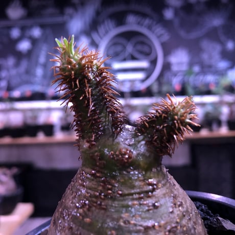 packypodium  gracilius《大きめS size》超絶まん丸株※現地球発根済株※店主国内管理2年株※まん丸球体樹形のかわいすぎる奴※mad black pot植え