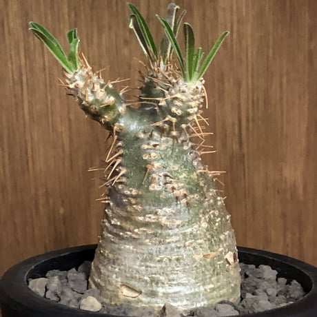 pachypodium gracilius《大きめS size》希少green肌※現地球発根後店主国内管理2年株※グリーン肌のかわいい手乗りグラキ※mad black pot植え