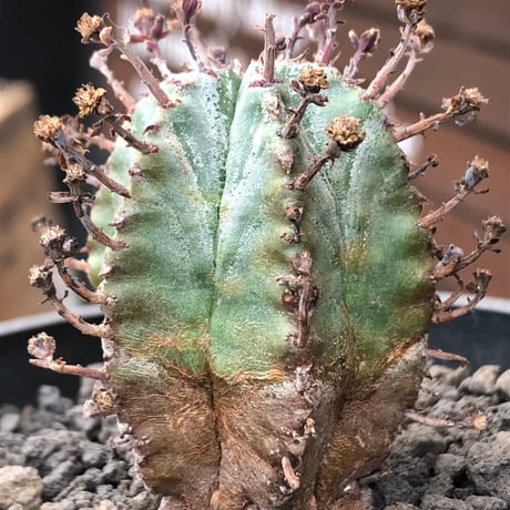 euphorbia horrida alba × valida《大きめS size》※現地球株発根済※両者の良さが相まった現地自然交配による激レア渾身の一株※black bowl pot植え