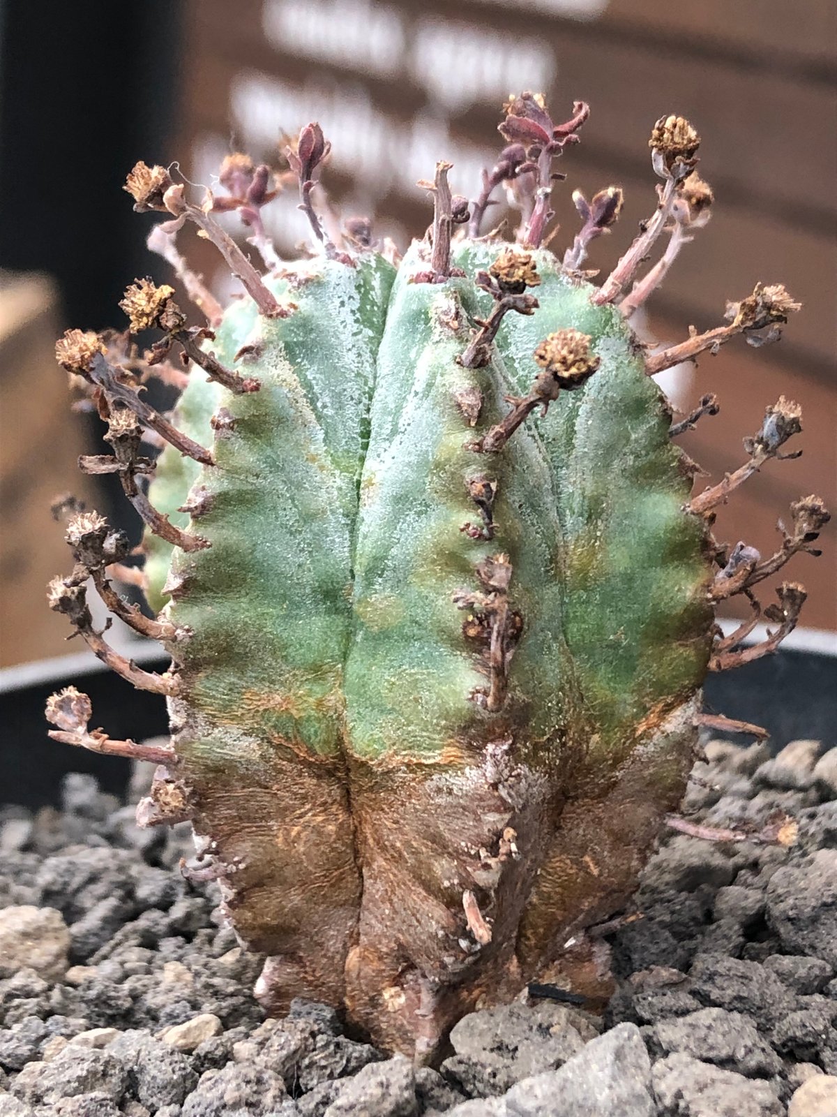 euphorbia horrida alba × valida《大きめS size》※現地球株